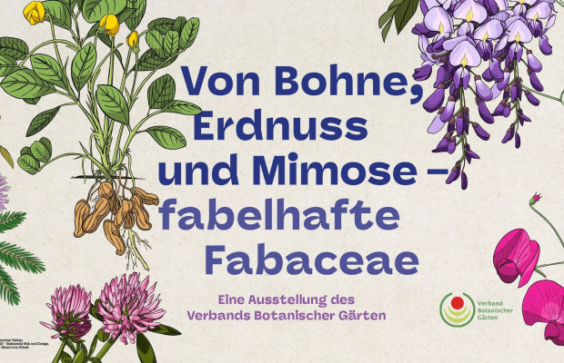 Leguminosen - Ausstellung im botanischen Garten