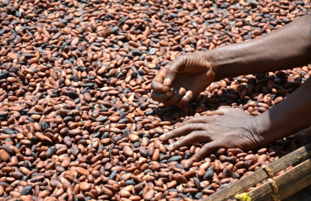 [online] Durch den Kakao